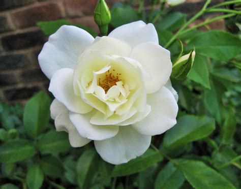 White Rose Bloom Free Stock Photo Public Domain Pictures