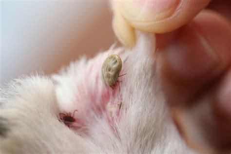 Fleas Ticks And Lice—oh My How To Prevent Pesky Parasites Wesvet