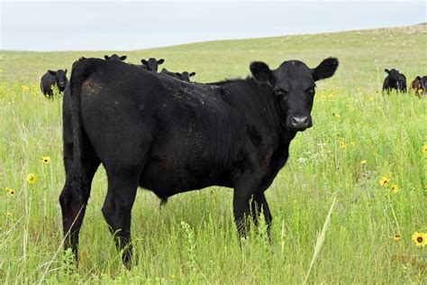 Economics Of Yearling Systems A Review Unl Beef