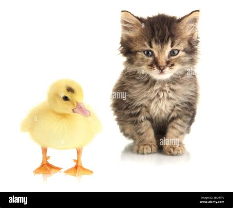 Small Kitten And Duckling Isolated On White Stock Photo Alamy