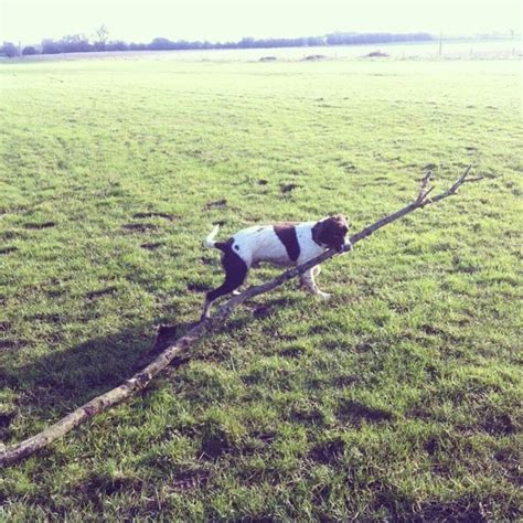 26 Dogs Who Fetched Sticks That Are Way Too Big The Dodo