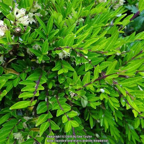 Small Leaved Evergreen Shrub In The Plant Id Forum