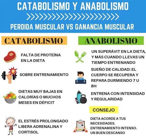 Anabolismo Y Catabolismo Cuadros Comparativos Y Diferencias Cuadro Comparativo