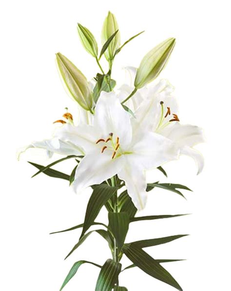 All Wholesale Roselily And Lilies Flower Lilies Co