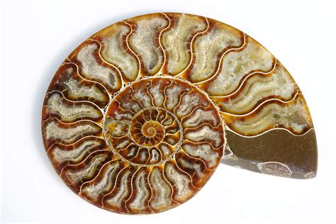 Ammonite Abc Stone Abc Stone
