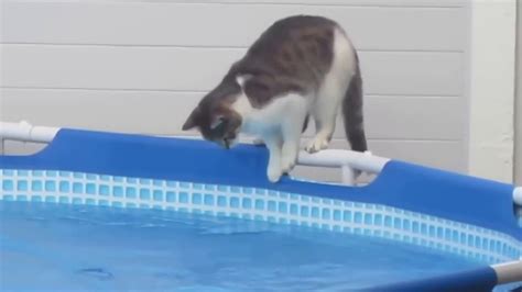 Curious Cat Falls Into The Pool Youtube