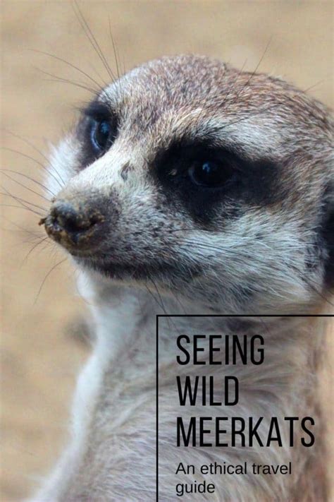 Seeing Wild Meerkats In South Africa A Guide To Ethical Travel And