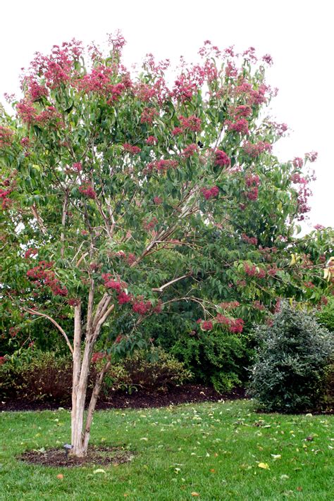 Seven Sons Flower Bushtree 20 Feet Tall 10 15 Wide Plants