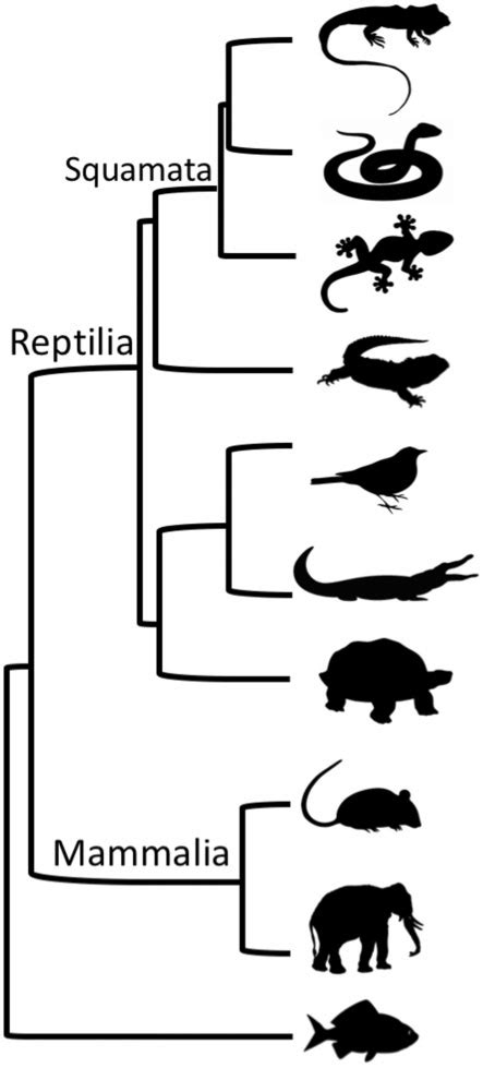 A Stylized Cladogram Illustrating The Phylogenetic Relationships Among