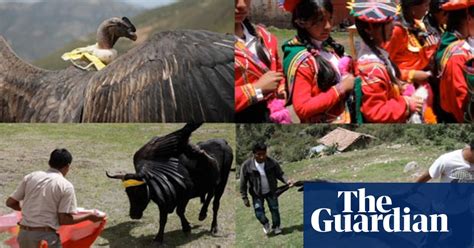 Fight Of The Condor Peru Bull Fiestas Threaten Future Of Rare Andean