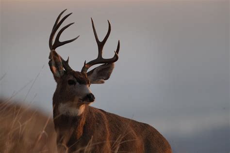 Arkansas Hunter Killed In Deer Attack Newstalk Kzrg