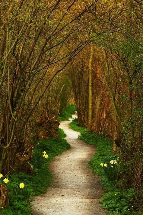 The Winding Path Netherlands Beautiful Places Scenery Tree Tunnel
