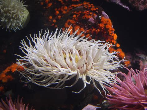 While Some Sea Anemones Are Edible In Some Cultures It Is Not Commonly