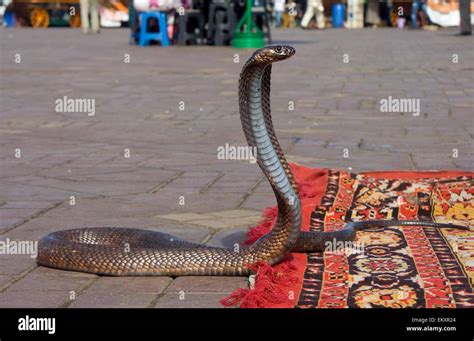 Los Encantadores De Serpientes Cobra Bailando En La Famosa Plaza Djemaa