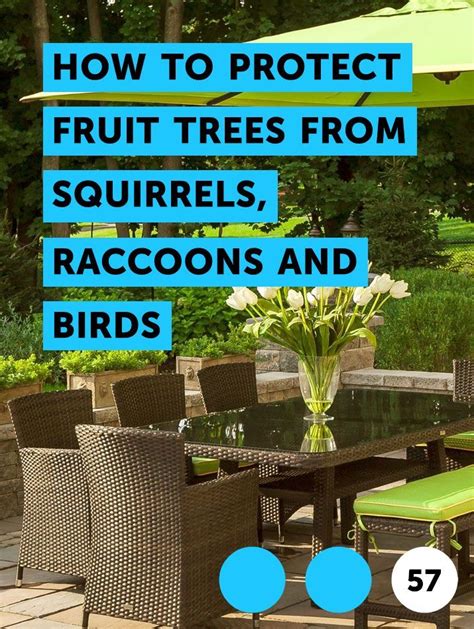 Scare off birds by tying shiny objects to tree branches around the fruit. Learn How to Protect Fruit Trees from Squirrels, Raccoons ...