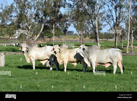 Brahman Breed Of Cattle Hi Res Stock Photography And Images Alamy