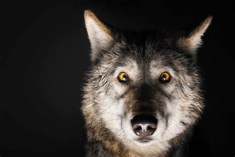 How To Be An Alpha Male According To Wolves Reader S Digest