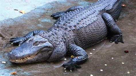 Meet Muja The Worlds Oldest Alligator
