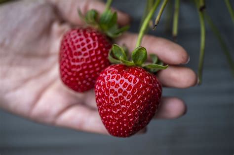 Uc Davis Releases 5 New Strawberry Varieties Vegetables West Magazine