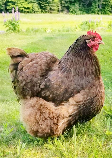 Sour and Impacted Crop in Backyard Chickens | Fresh Eggs Daily®