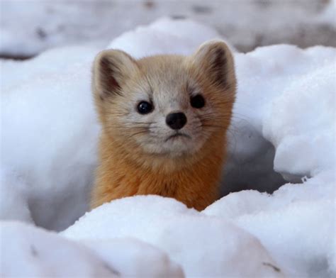 Mustelid Sable Daiichi Spa Yoroushi Onsen Hokkaido Japan Photo