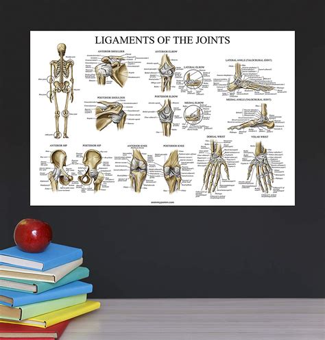 Examples include the humeroulnar joint (elbow) and the interphalangeal joints of the fingers and toes. Drag The Labels Onto The Diagram To Identify The ...