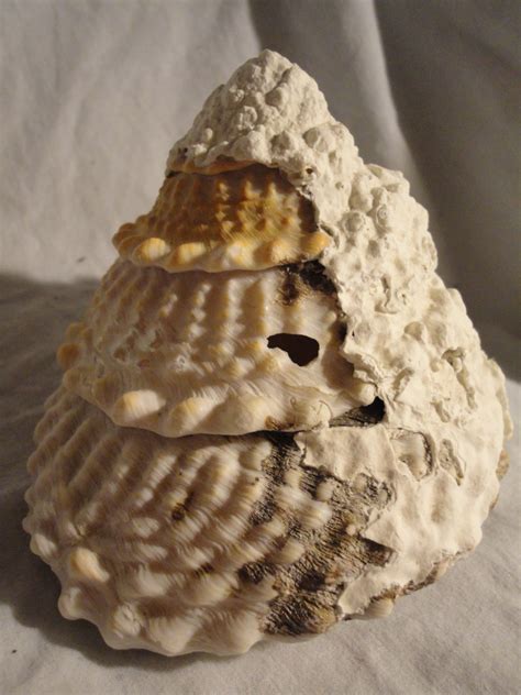Shell Heavily Encrusted Photo By Shirley Hazlett~ Recipes Food Shells