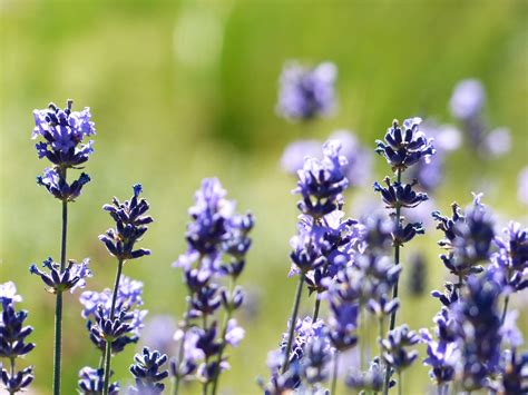 Free Images Meadow Flower Purple Herb Crop Botany Flora