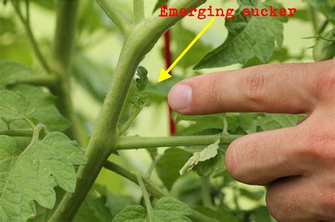 Consider Pruning Your Tomato Plants To Get More Fruit Production