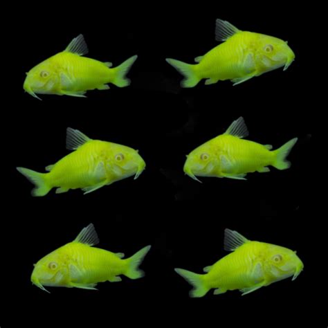 Glofish Electric Green Corydoras Catfish 6pk Glofish