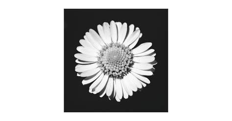 Black White Daisy Floral Art Botanical Photography Canvas Print Zazzle