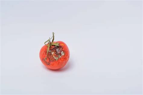 Rotten Tomato Images Search Images On Everypixel
