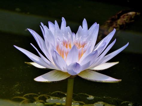 Just Beauty Water Lilies Art Lotus Plant Water Lilies
