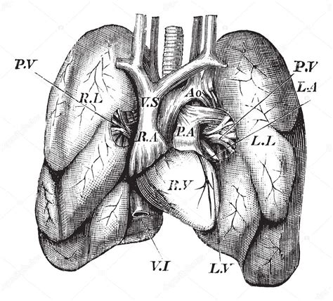 Human Heart And Lungs Vintage Engraving — Stock Vector © Morphart 6726242