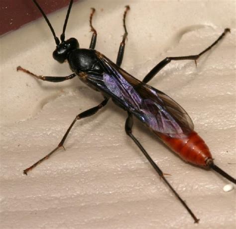 Body colors almost like the ant but with massive front arms. Large Red Wasp Black Wings | Mice