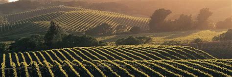Esser Vineyards Wines Buy Esser Vineyards California Wines