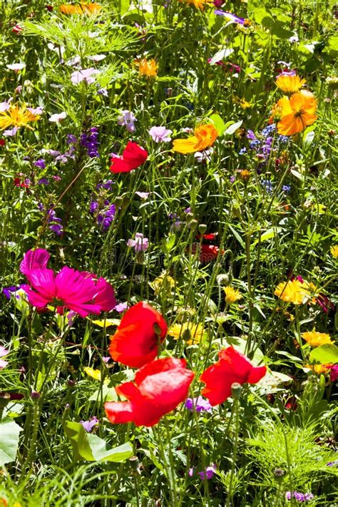 Meadow Of Brightly Coloured Summer Flowers Stock Image Image Of Blue