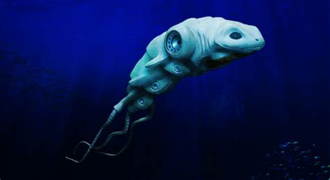 Deep Sea Life Images Strange And Wierd Hd Wallpaper And
