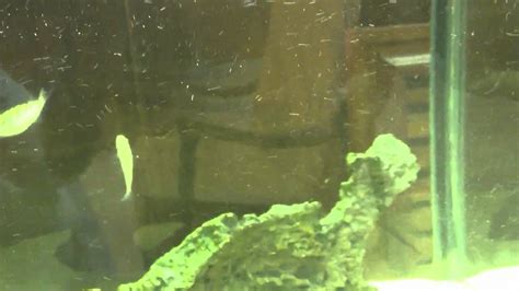 Green Spotted Puffers Youtube