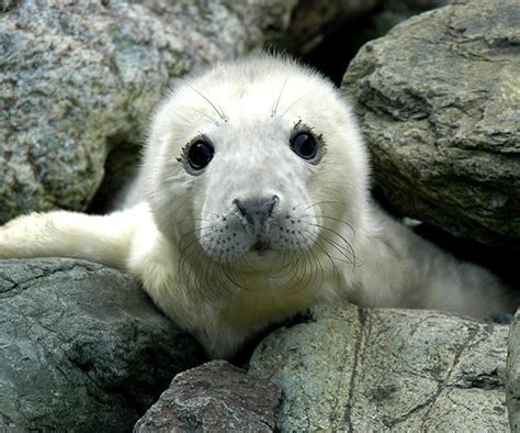 Grey Seal Pups Shetland Nature Diary