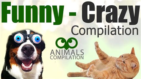 Funny Crazy Animals Compilation Top 10 2016 Youtube