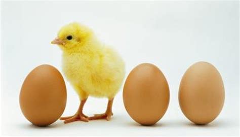 How do eggs form inside a chicken? Can a Hen Lay an Egg Without a Male Rooster? | Animals ...