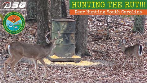 Hunting The Rut November 2019 Deer Hunting South Carolina Rut