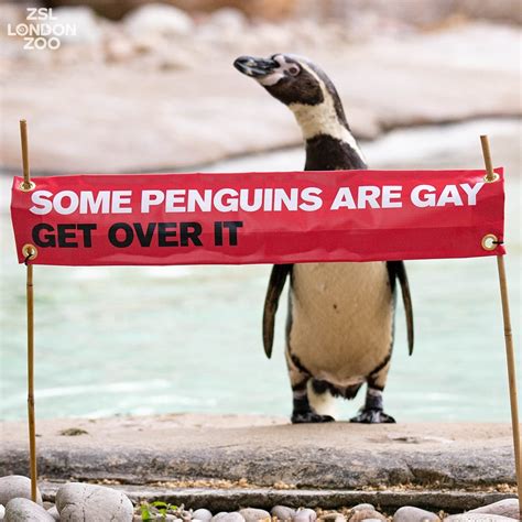 Some Penguins Are Gay Get Over It London Zoo Holds Its Own Pride