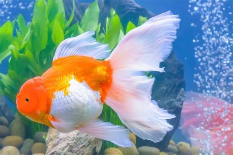 Funny Cute And Clever Goldfish Name Ideas Goldfish Names Pet