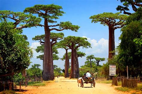 Todo Lo Necesario Para Viajar A Madagascar Easyviajar