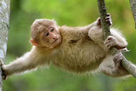 Tibetan Macaque Baby Playing In Tree Sichuan China Photograph By