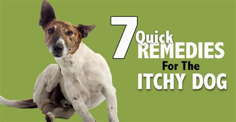 Home Remedies For Itchy Dogs Itchy Dog Itchy Pet Dog Rash