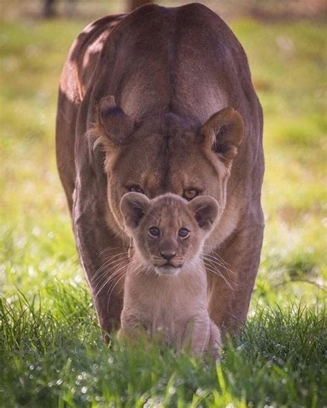 Absolutely Love This Photo Of A Lioness Protecting Her Cub 😍😍 Not My Photo But Had To Share