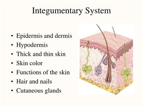 Ppt Integumentary System Powerpoint Presentation Free